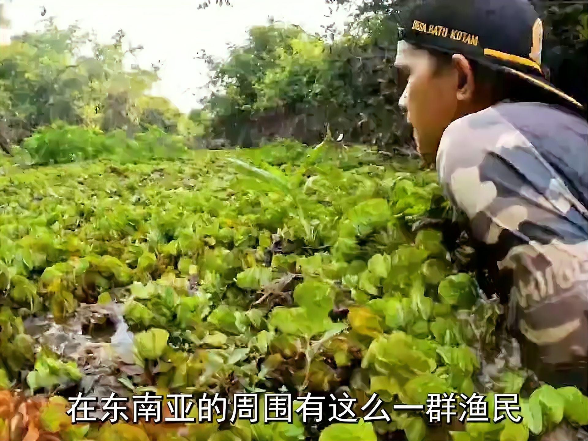 云南雷龍魚哪里抓