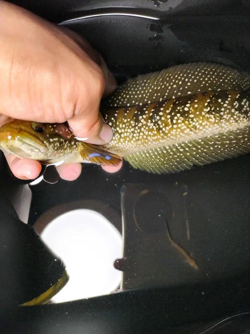 云南雷龍魚哪里抓