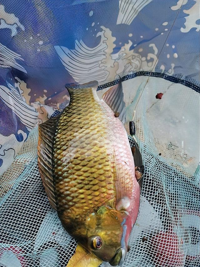 云南雷龍魚哪里抓