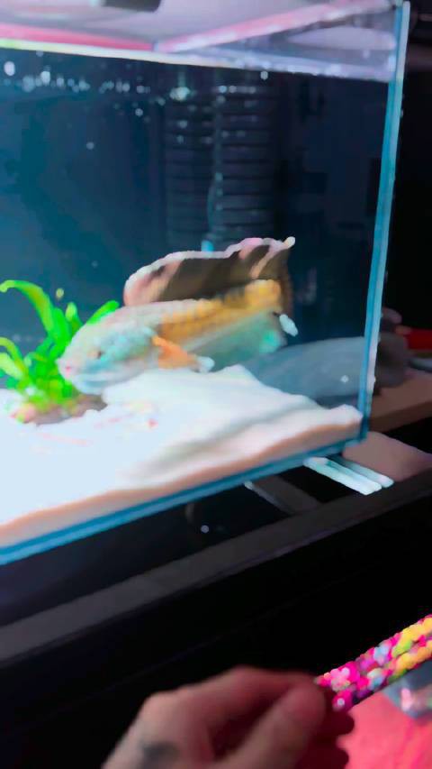 云南雷龍魚哪里抓