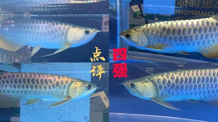 龍魚高背和過背哪個好：龍魚的高背和過背有什么區(qū)別