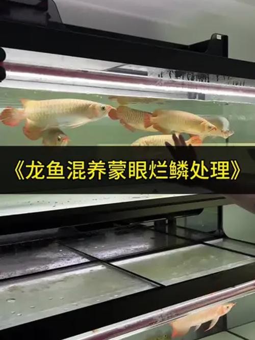 龍魚眼睛有白膜怎么辦呢視頻教程圖片