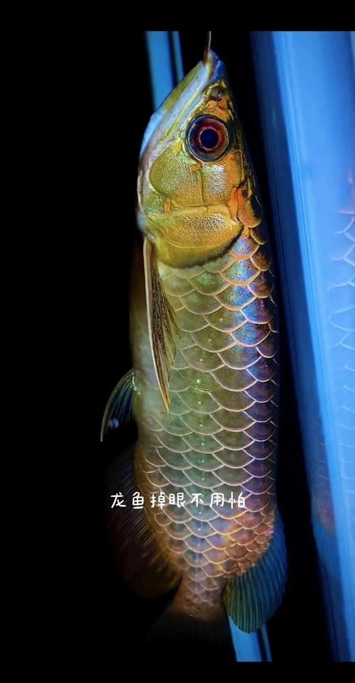 龍魚眼睛有白膜怎么辦呢視頻教程圖片