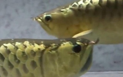 天津市靜海縣御花園鮮花店