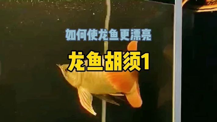 龍魚的胡須斷了還能長出來嗎視頻：龍魚的胡須斷了可以重新長出來嗎