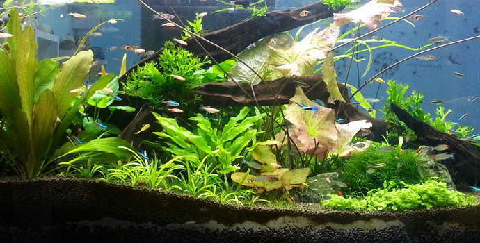 深圳市霸龍漁業有限公司（深圳霸王實業集團）