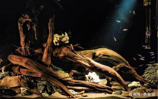 魚缸黃水最忌三種東西（如何正確選擇魚缸過濾材料魚缸水質(zhì)惡化的原因有哪些）