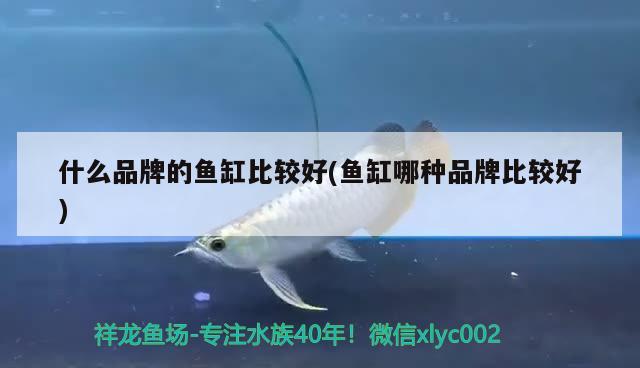 蘇州張家港市楊舍西城七彩水族工藝品店