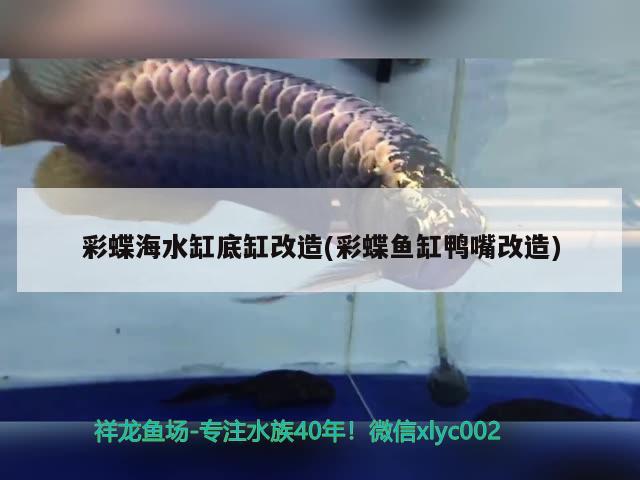 蘇州張家港市楊舍西城七彩水族工藝品店