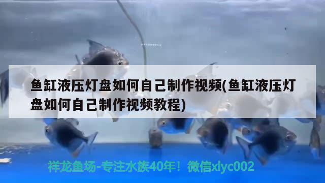 蘇州張家港市楊舍西城七彩水族工藝品店