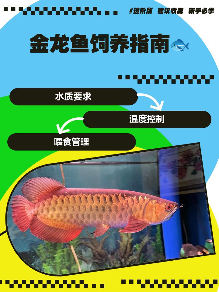如何改善金龍魚的生活環境