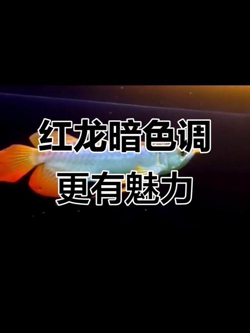 給我推薦幾款適合紅龍的專用照明設備