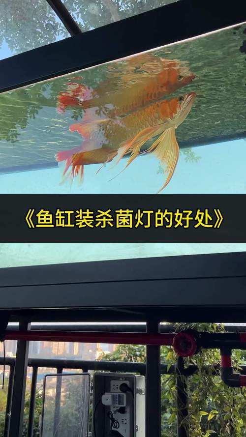 給我推薦幾款適合紅龍的專用照明設備
