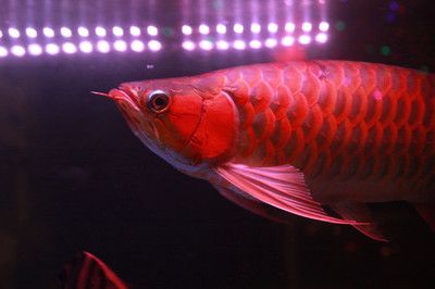 紅龍魚用了三年6700K側燈：紅龍魚光照周期科學安排6700k側燈對龍魚健康影響