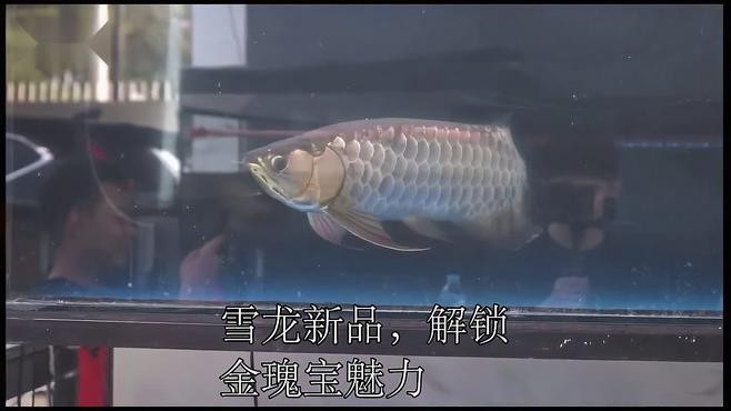 雪龍魚的市場價格為何如此高