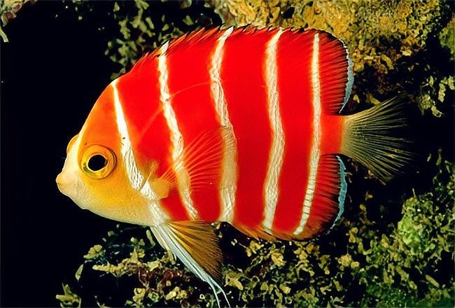 雪龍魚的市場價格為何如此高