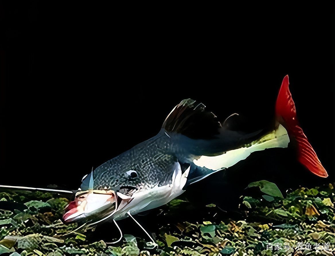 雷龍魚不愛吃食