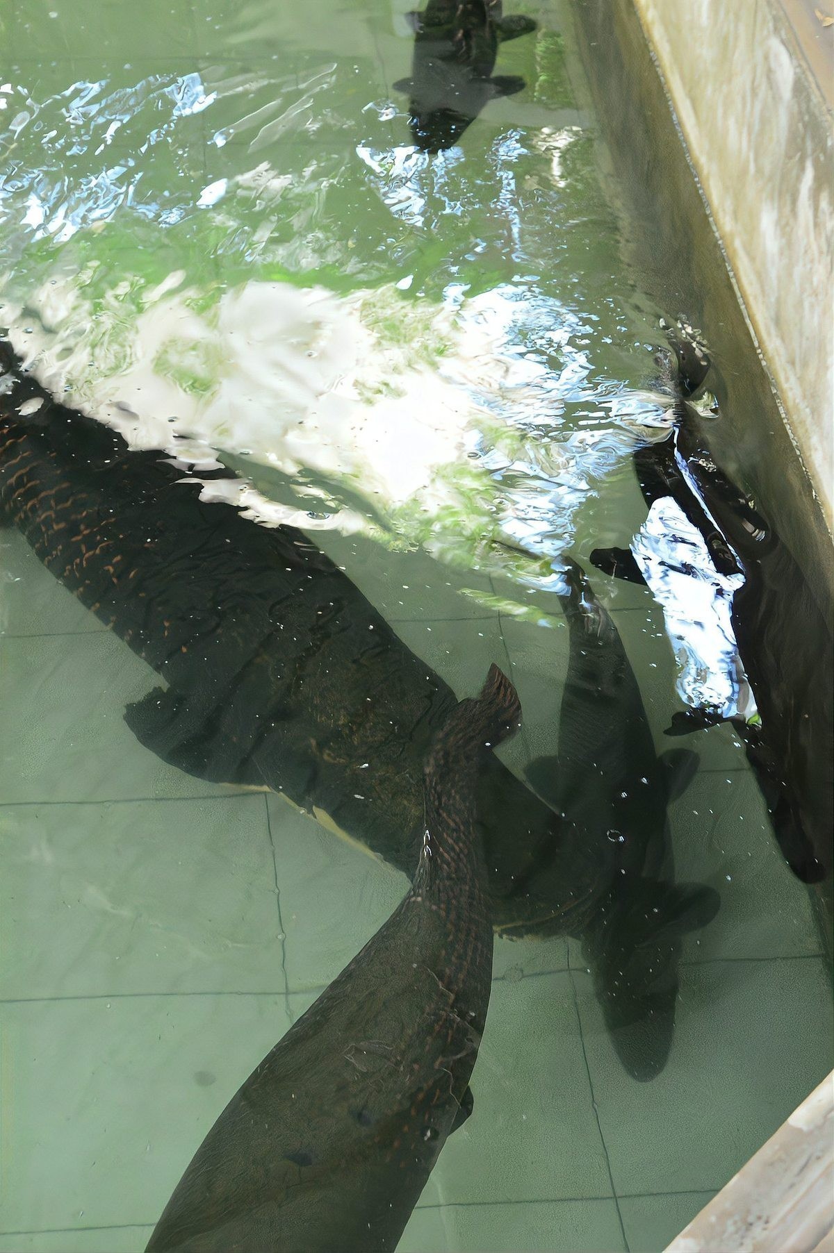 雷龍魚不愛吃食