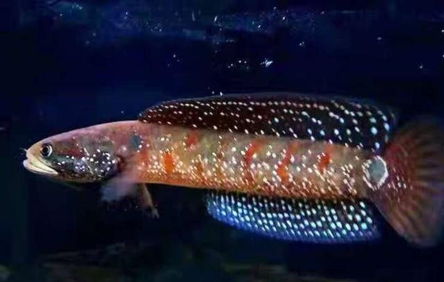 雷龍魚不愛吃食