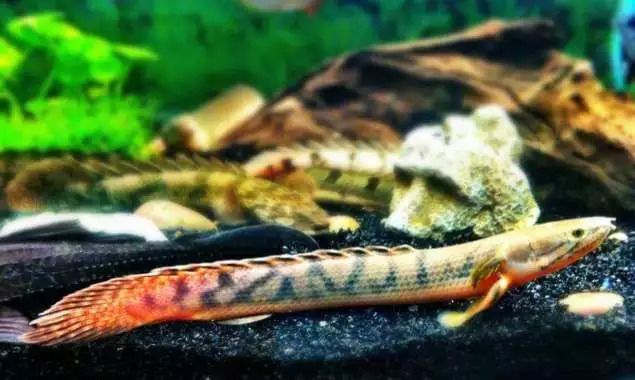恐龍魚(yú)大小（六角恐龍魚(yú)的大小因品種和生活環(huán)境的不同而有所差異）