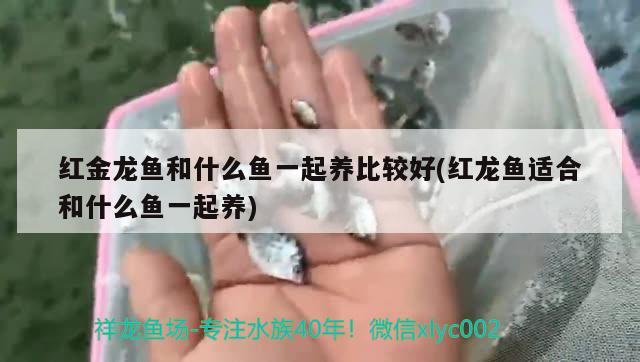 沙河口區(qū)浩淼觀賞魚店 沙河口區(qū)浩淼觀賞魚店 全國水族館企業(yè)名錄 第2張