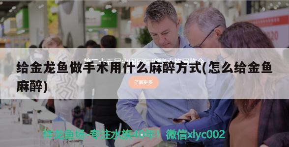 沙<strong><mark>河口</mark></strong>區浩淼觀賞魚店