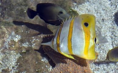 紅龍魚挑選技巧和方法圖解（紅龍魚的挑選技巧和方法有哪些紅龍魚的挑選方法和秘訣）