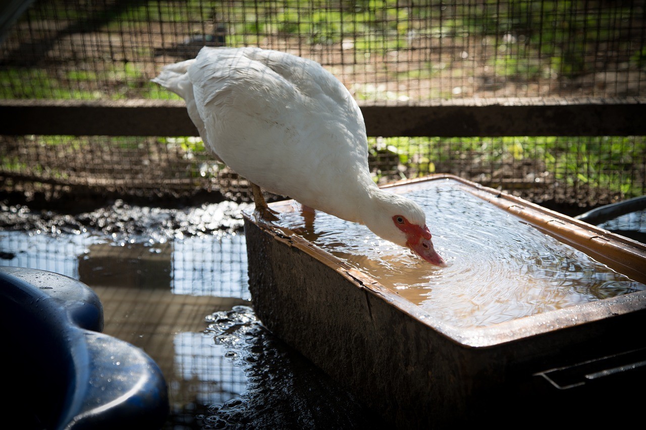 營口經濟技術開發區馬茜花鳥魚商行（營口馬瑩）