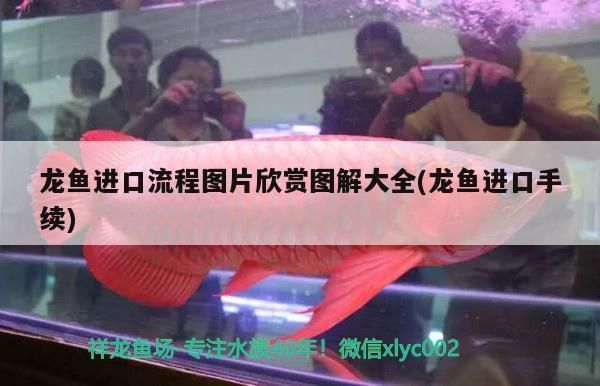 龍魚發色時間多久最好：金龍魚和紅龍魚的發色時間各有不同