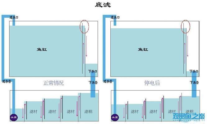 龍魚單側(cè)掉眼怎么治：龍魚單側(cè)掉眼最簡單的恢復(fù)方法視頻指南