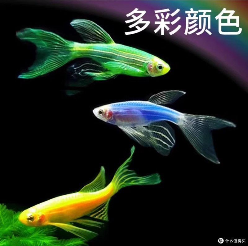 綠翡翠觀賞魚