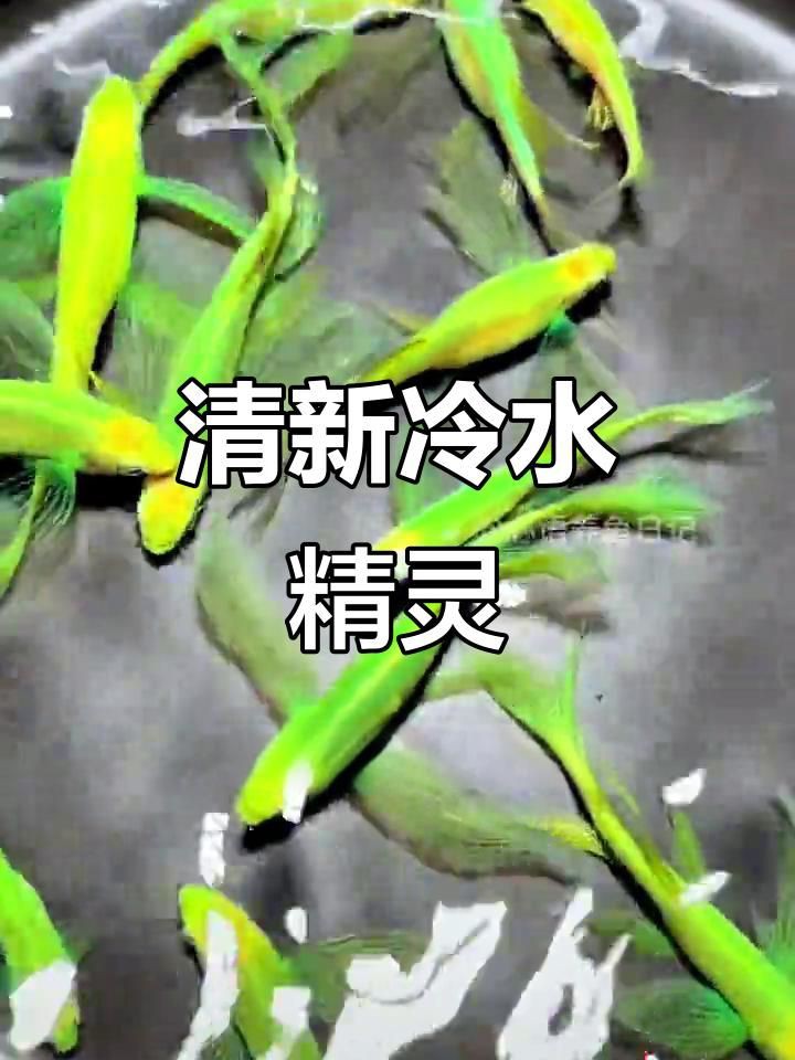 綠翡翠觀賞魚