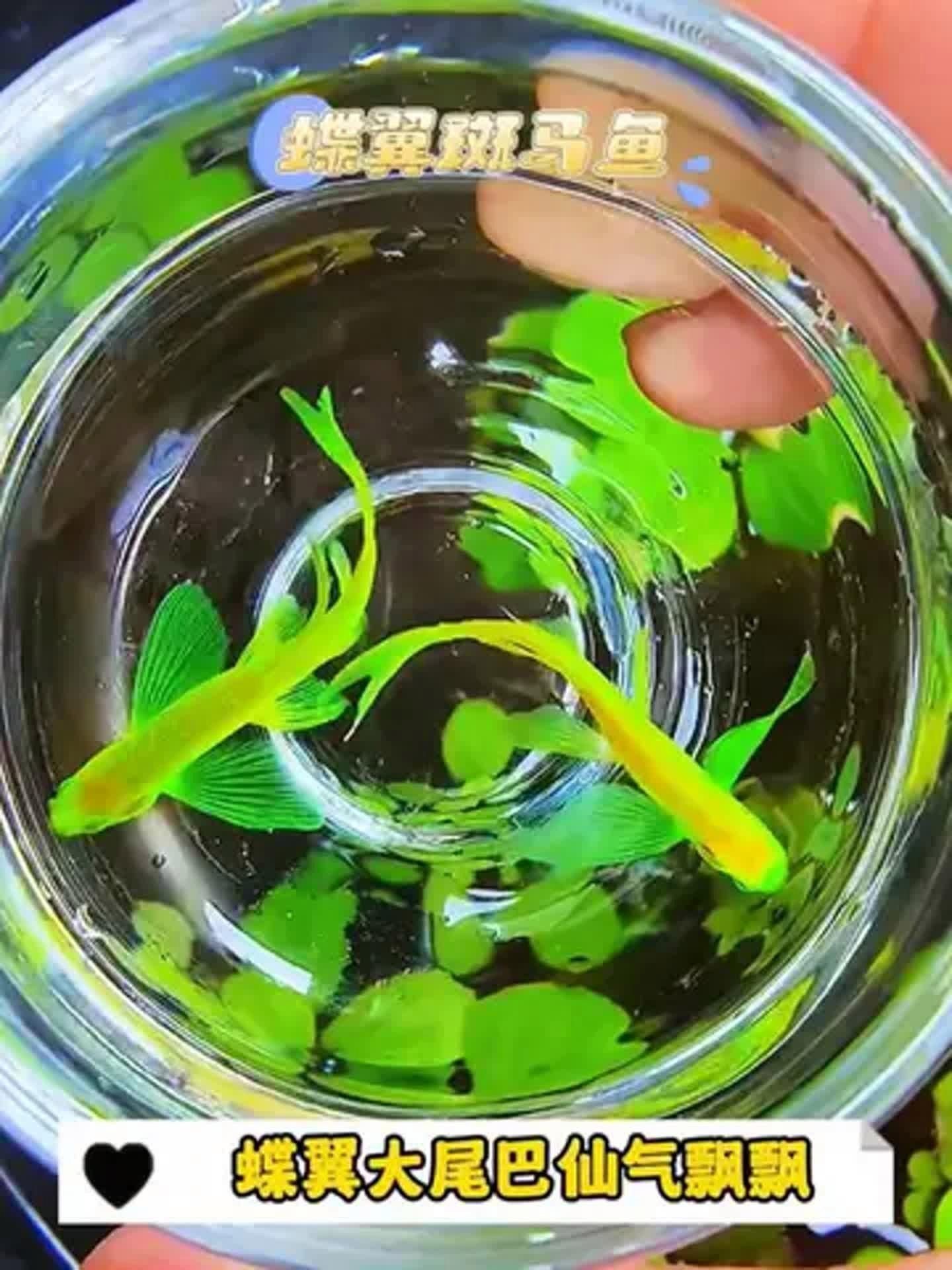 綠翡翠觀賞魚