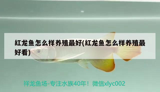 洛陽市老城區趙三龍觀賞魚店（洛陽市老城區趙三龍觀賞魚店地址）