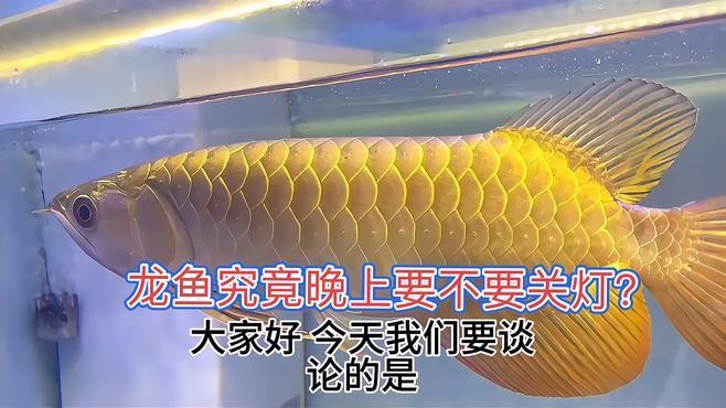 銀龍魚晚上開燈好還是關燈好養
