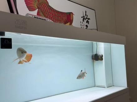 銀龍魚飼養技巧視頻教程大全