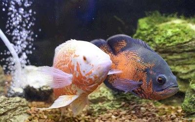 龍魚和什么魚混養最好風水好看，龍魚與金魚混養在風水上被認為是吉祥的，龍魚與金魚混養風水講究