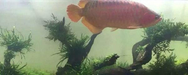 龍魚腹下黑色斑點：如何改善龍魚腹下的黑色斑點