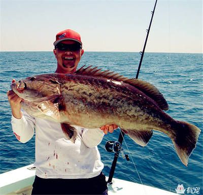 龍魚腹下黑色斑點(diǎn)：如何改善龍魚腹下的黑色斑點(diǎn)