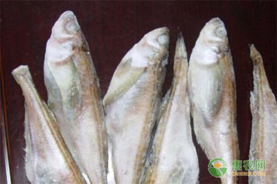 龍魚腹下黑色斑點(diǎn)：如何改善龍魚腹下的黑色斑點(diǎn)