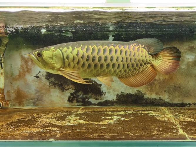 金龍魚價(jià)格及圖片欣賞