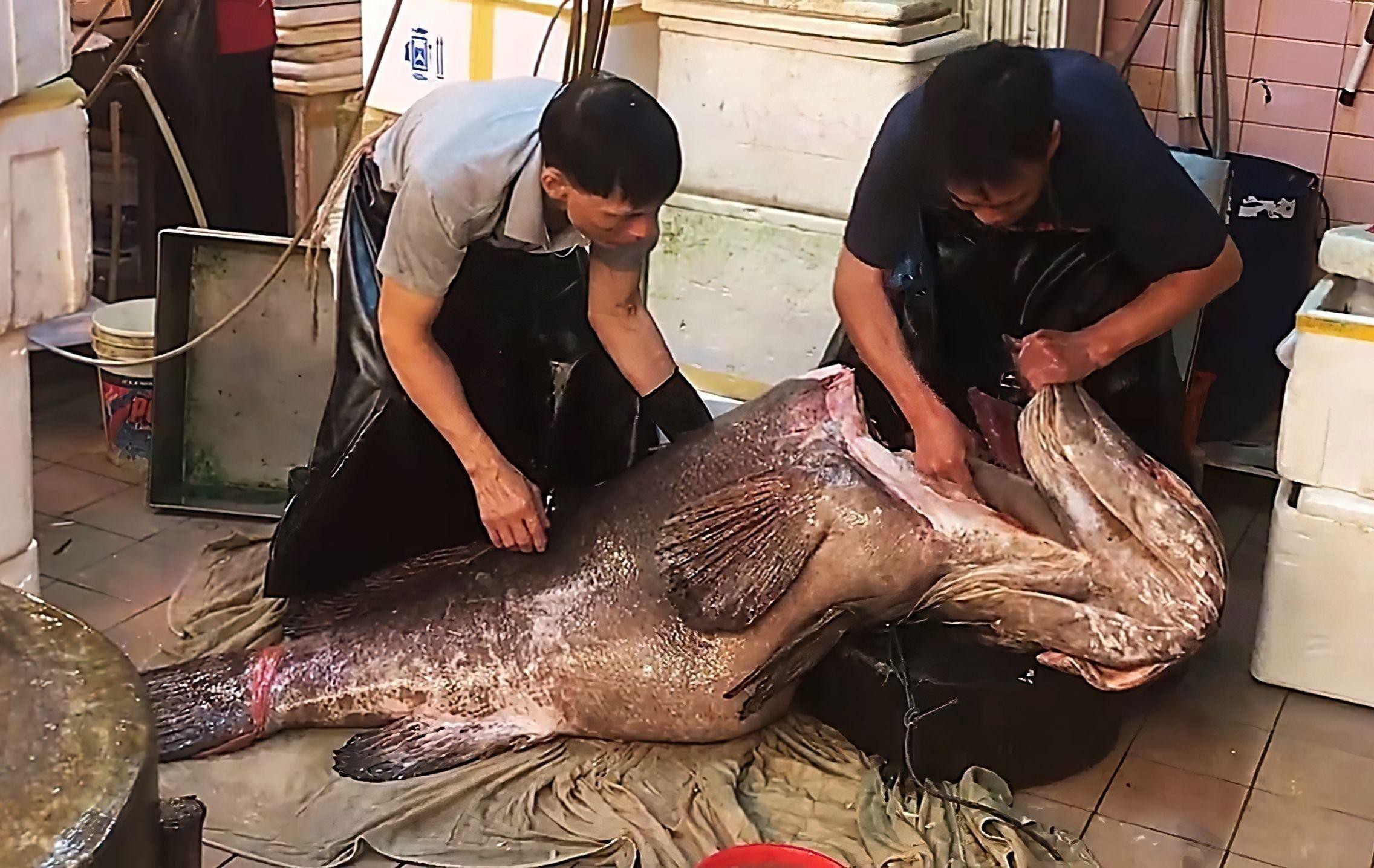 有哪些龍魚(yú)飼養(yǎng)常見(jiàn)誤區(qū)？