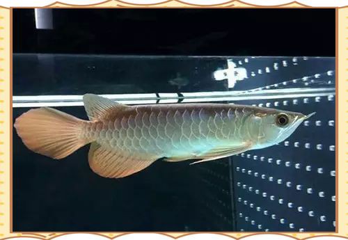 賽級龍魚最忌三種食物吃 龍魚百科 第2張 賽級龍魚最忌三種食物吃 賽級龍魚最忌三種食物吃 龍魚百科 第2張