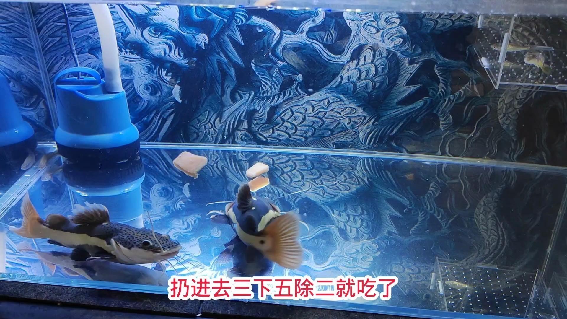 龍須貓魚與其他什么魚混養比較合適？