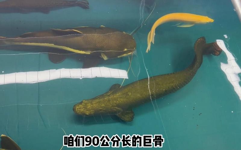 龍須貓魚與其他什么魚混養比較合適？