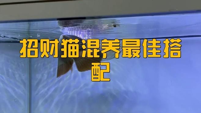 龍須貓魚與其他什么魚混養比較合適？
