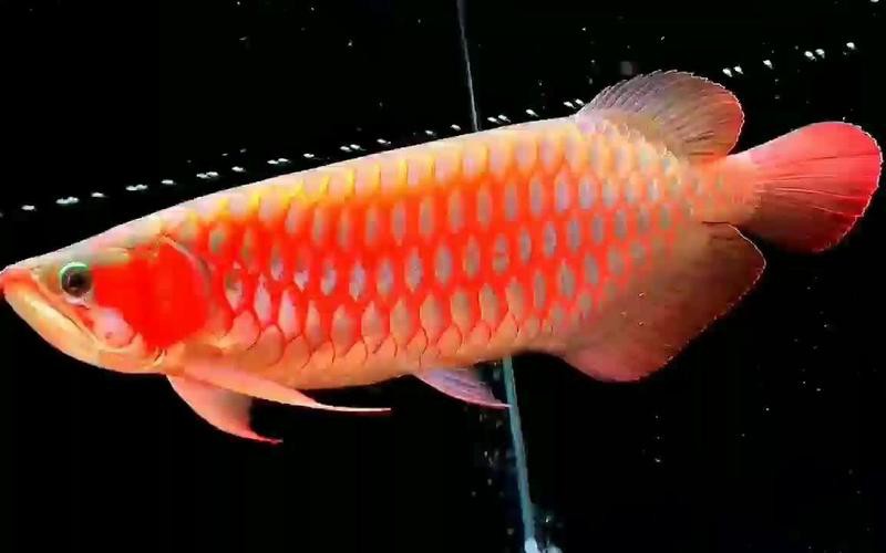 超血紅龍魚的特點及圖片