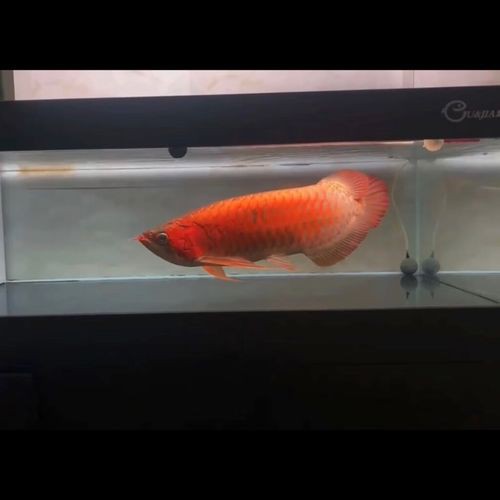 超血紅龍魚的特點及圖片