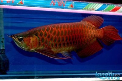 龍魚鑒賞要點總結與反思