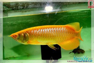 龍魚鑒賞要點總結與反思